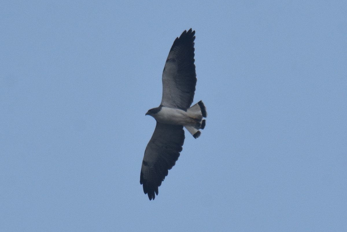 White-tailed Hawk - ML620426010