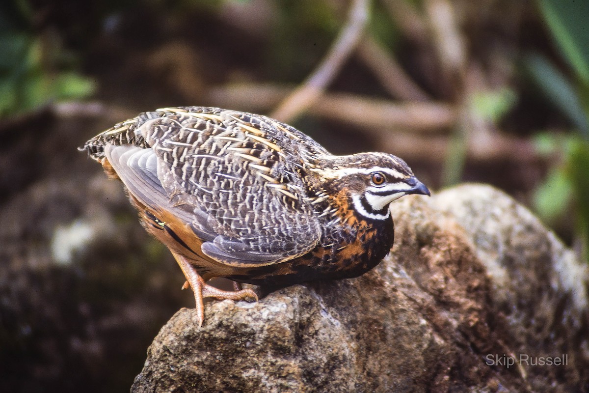 Harlequin Quail - ML620426011