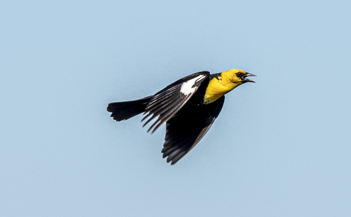 Yellow-headed Blackbird - ML620426012
