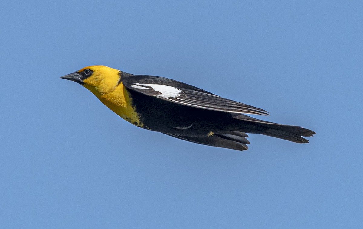 Yellow-headed Blackbird - ML620426013