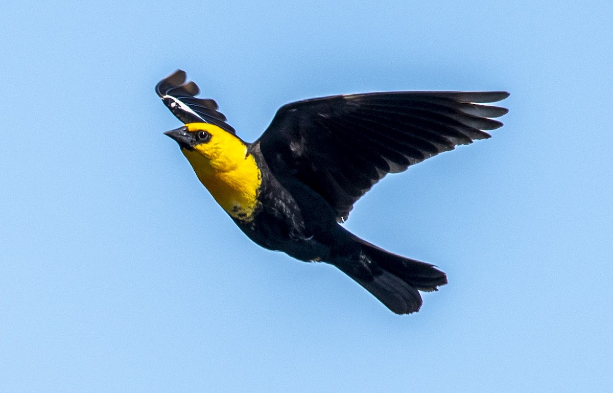 Yellow-headed Blackbird - ML620426014