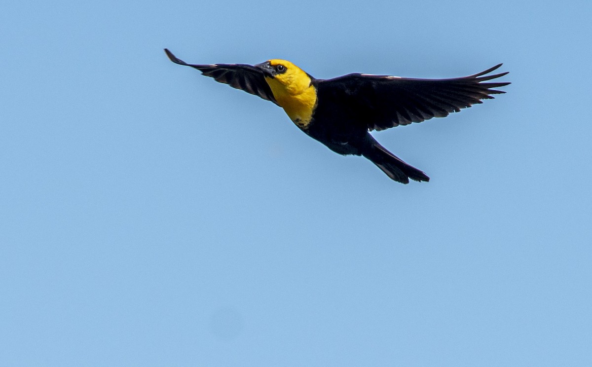 Yellow-headed Blackbird - ML620426015