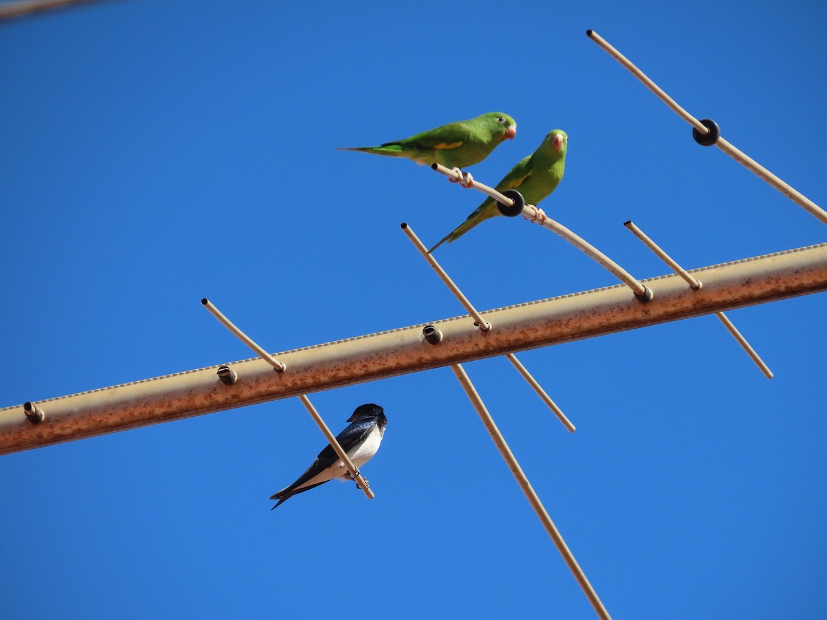 Yellow-chevroned Parakeet - ML620426016