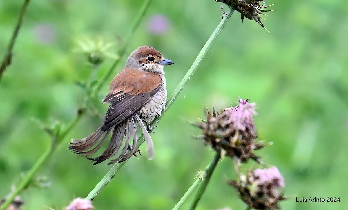 Red-backed Shrike - ML620426020