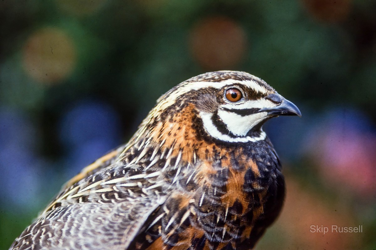 Harlequin Quail - ML620426029