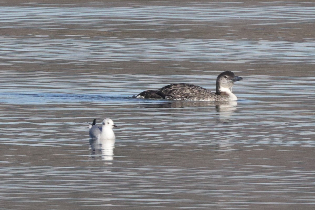 Common Loon - ML620426034