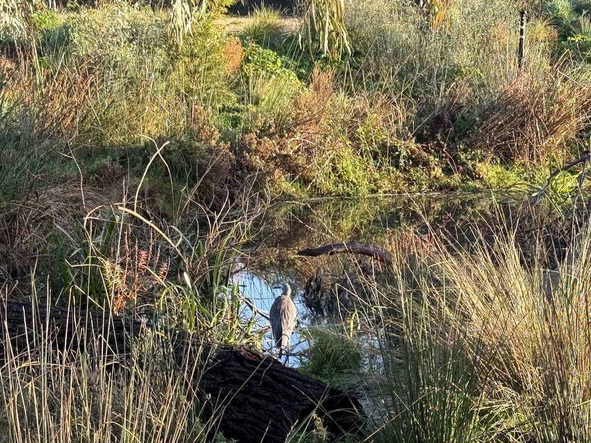 White-faced Heron - ML620426039