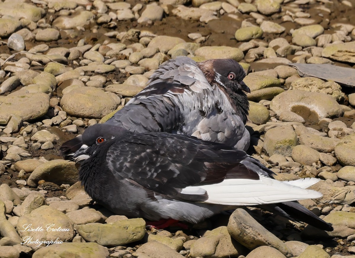 Rock Pigeon (Feral Pigeon) - ML620426048