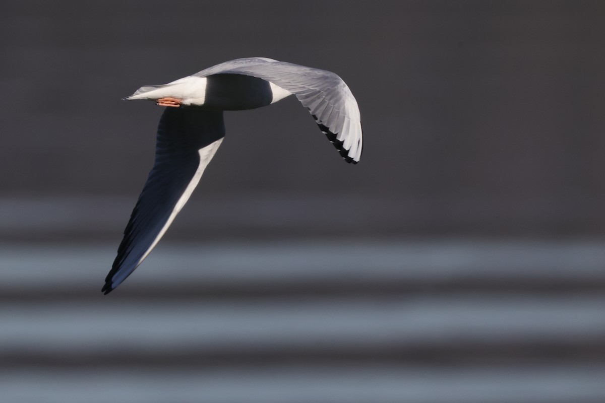 Bonaparte's Gull - ML620426054