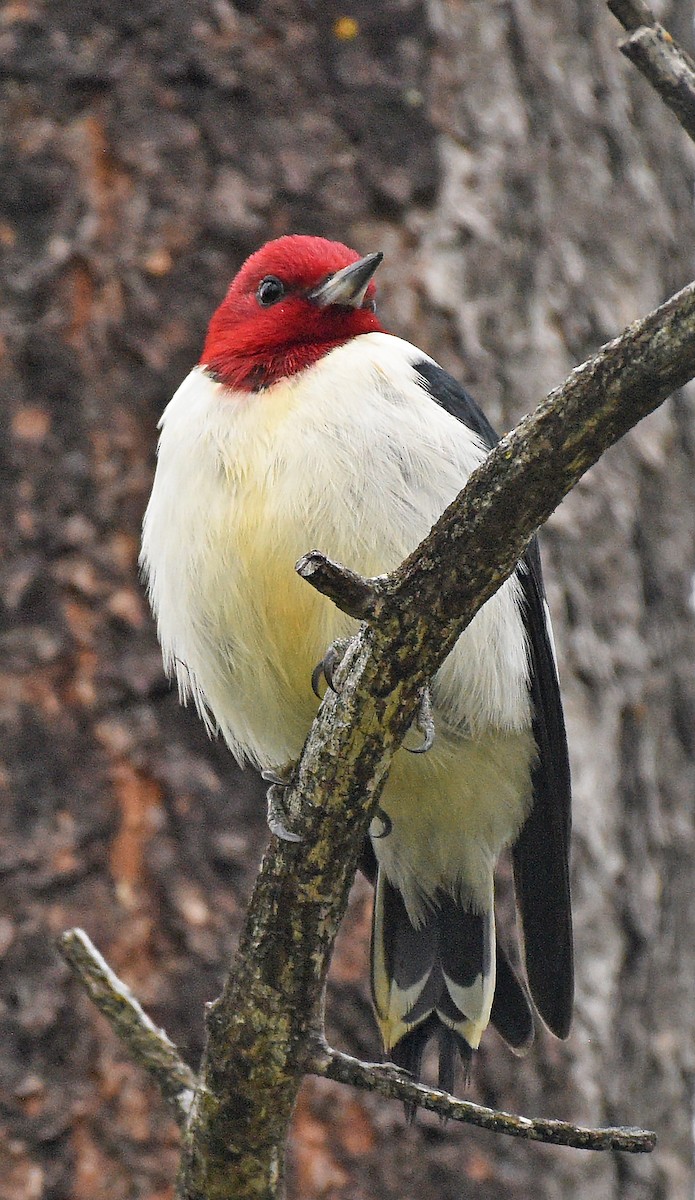 Red-headed Woodpecker - ML620426060