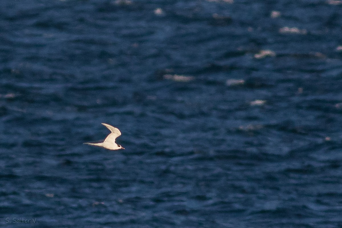 South American Tern - ML620426066