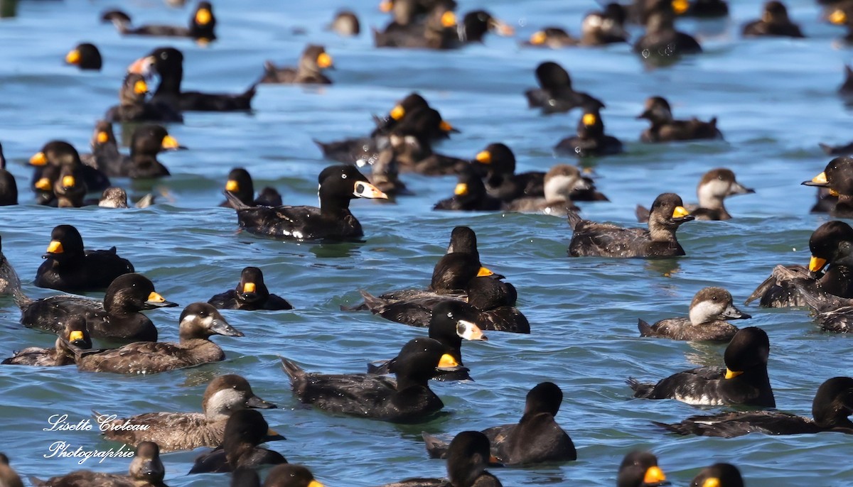 Surf Scoter - ML620426069