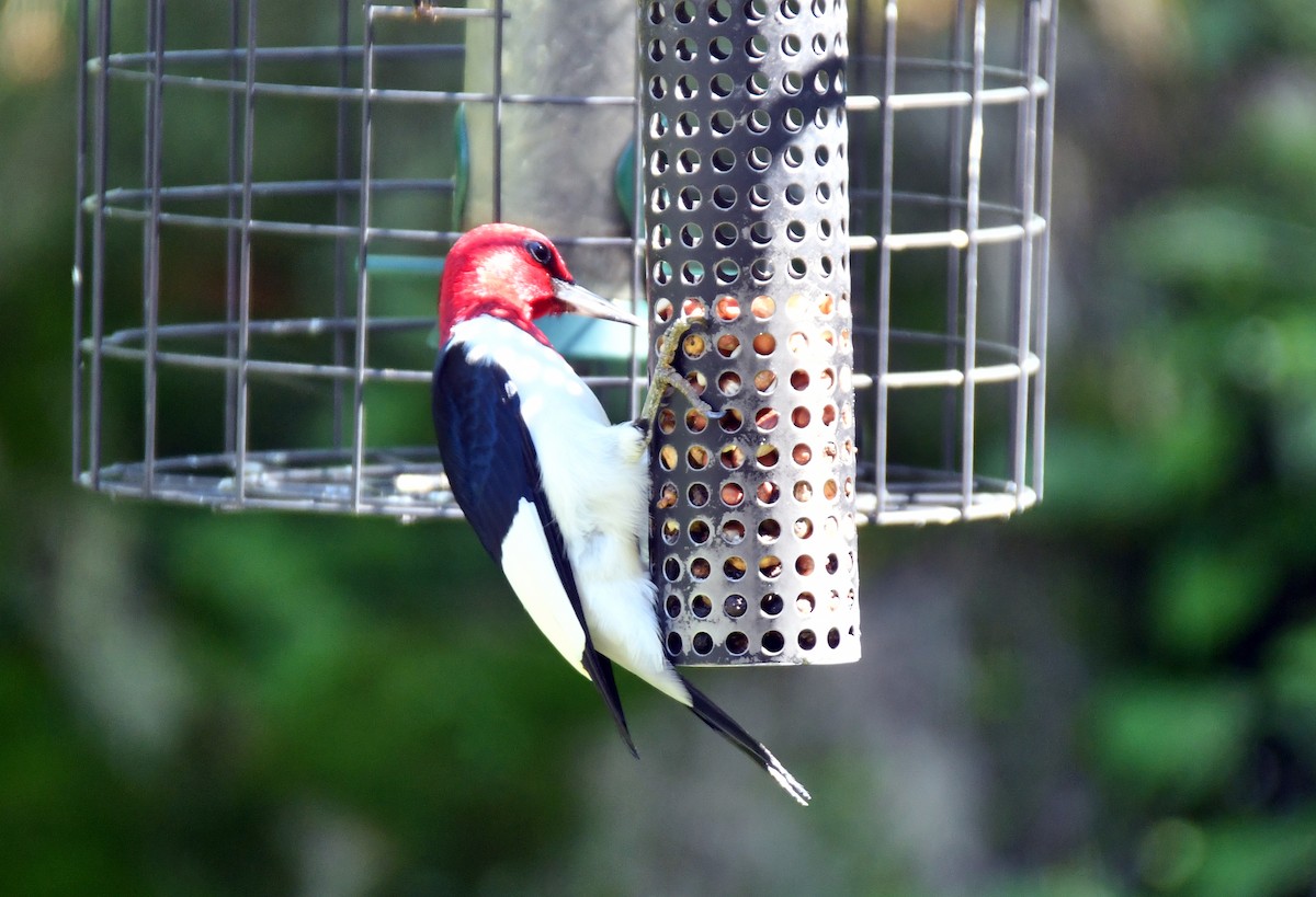 Red-headed Woodpecker - ML620426074