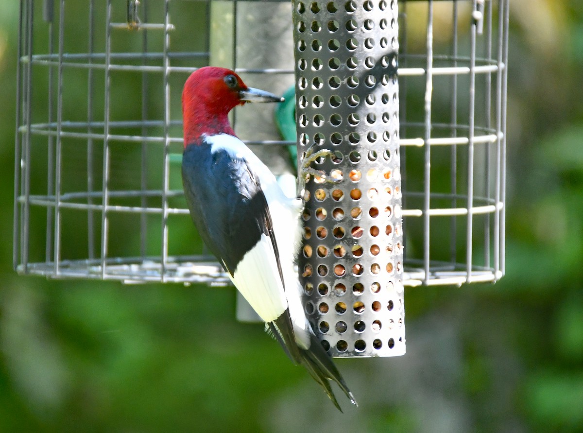 Red-headed Woodpecker - Linda Nuttall