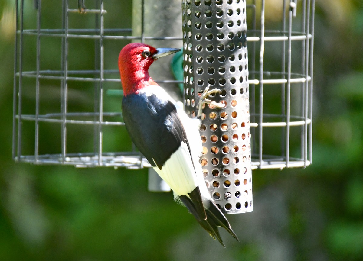 Red-headed Woodpecker - ML620426076
