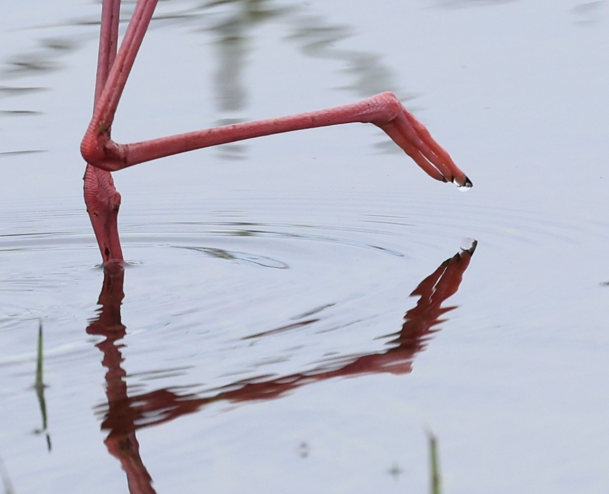 Black-necked Stilt - ML620426077