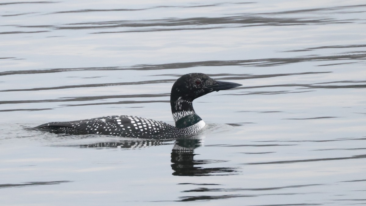 Common Loon - ML620426084