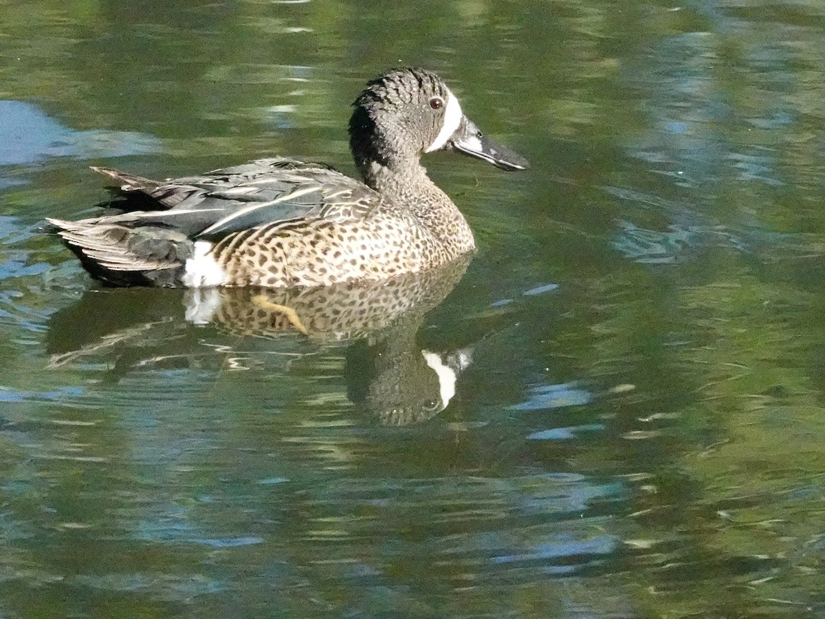 Sarcelle à ailes bleues - ML620426085