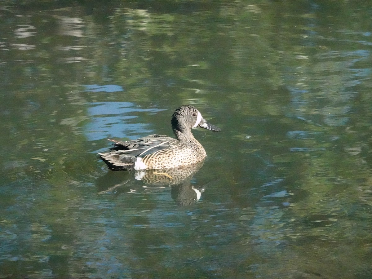 Blue-winged Teal - ML620426086