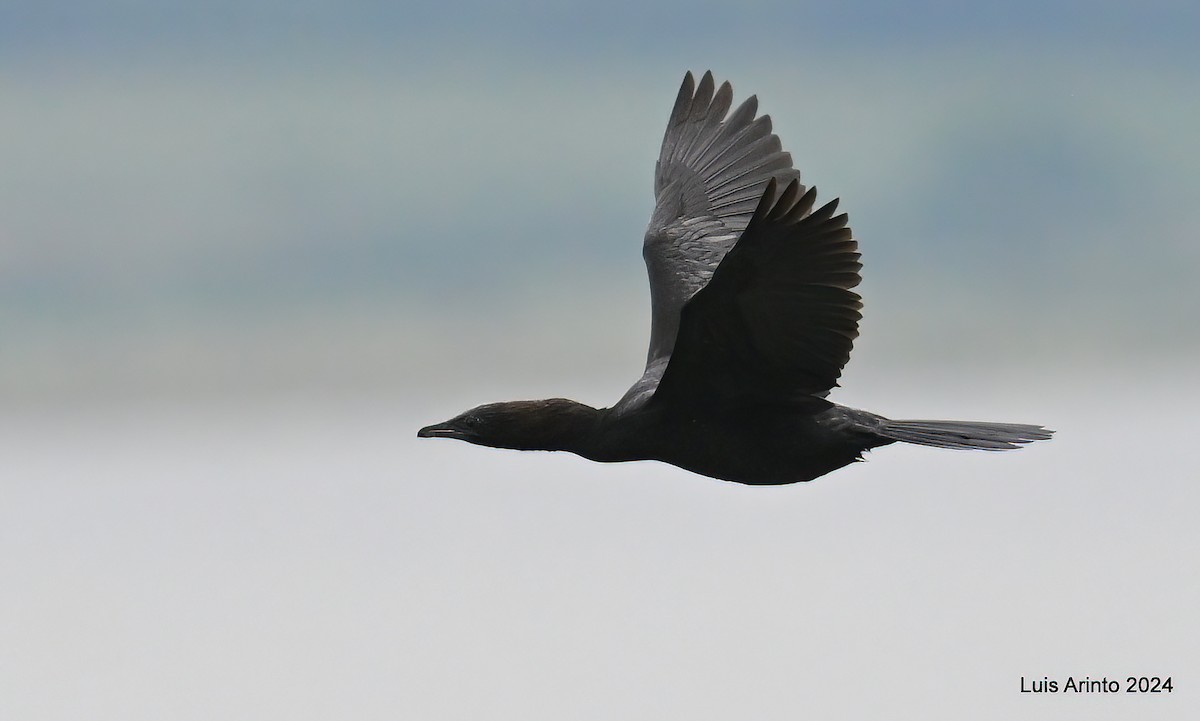 Pygmy Cormorant - ML620426087