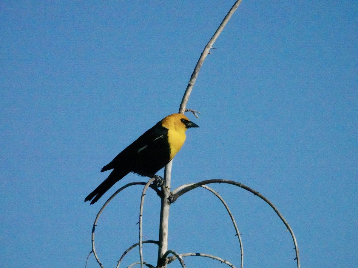 Yellow-headed Blackbird - ML620426088