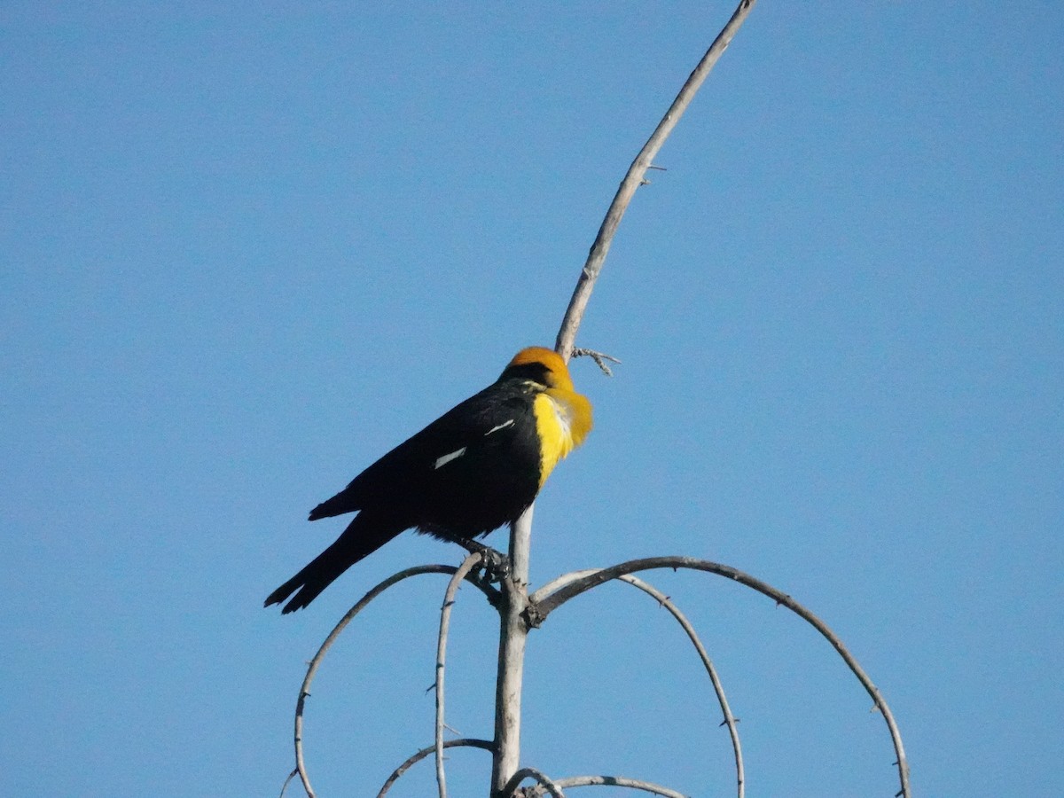 Yellow-headed Blackbird - ML620426089