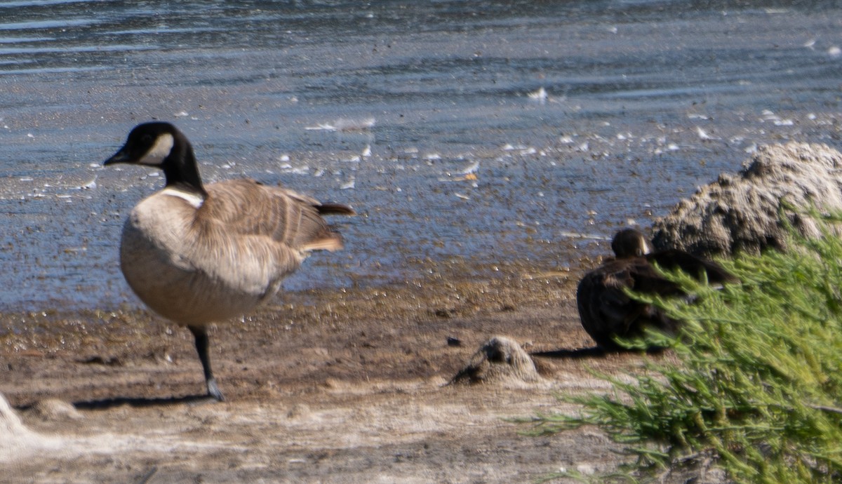 Cackling Goose - ML620426092