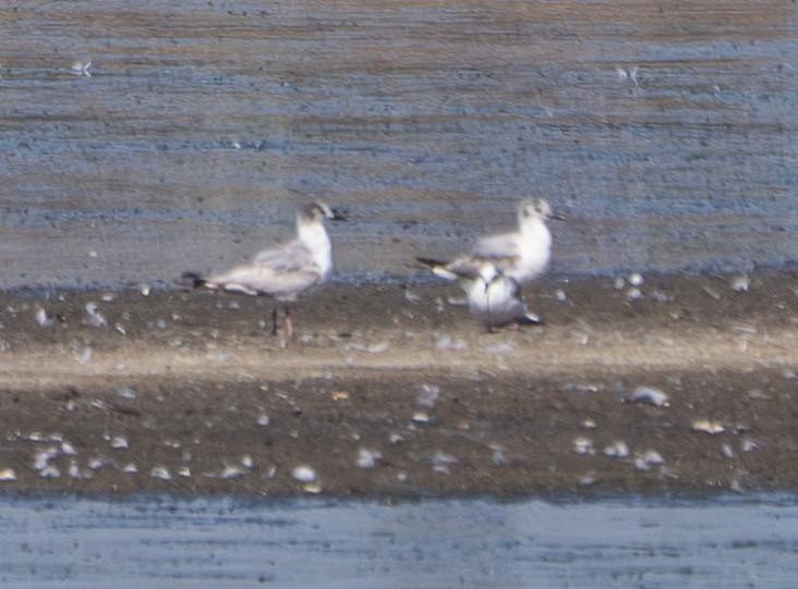 Mouette de Bonaparte - ML620426097