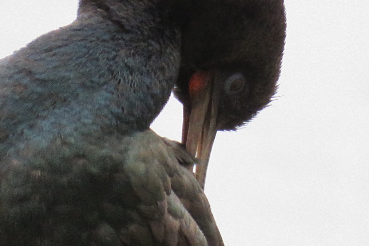 Cormorán de Stewart (chalconotus) - ML620426099