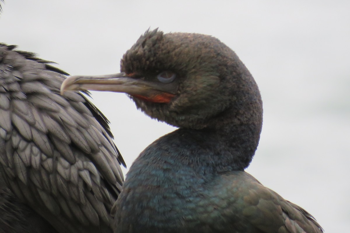 Cormorán de Stewart (chalconotus) - ML620426100