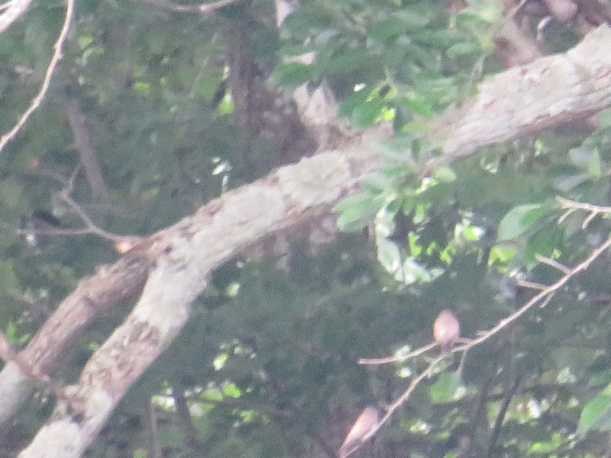 Northern Rough-winged Swallow - ML620426103