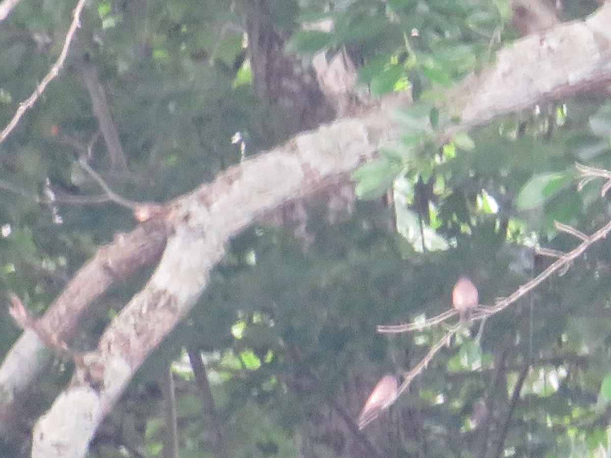 Northern Rough-winged Swallow - ML620426105