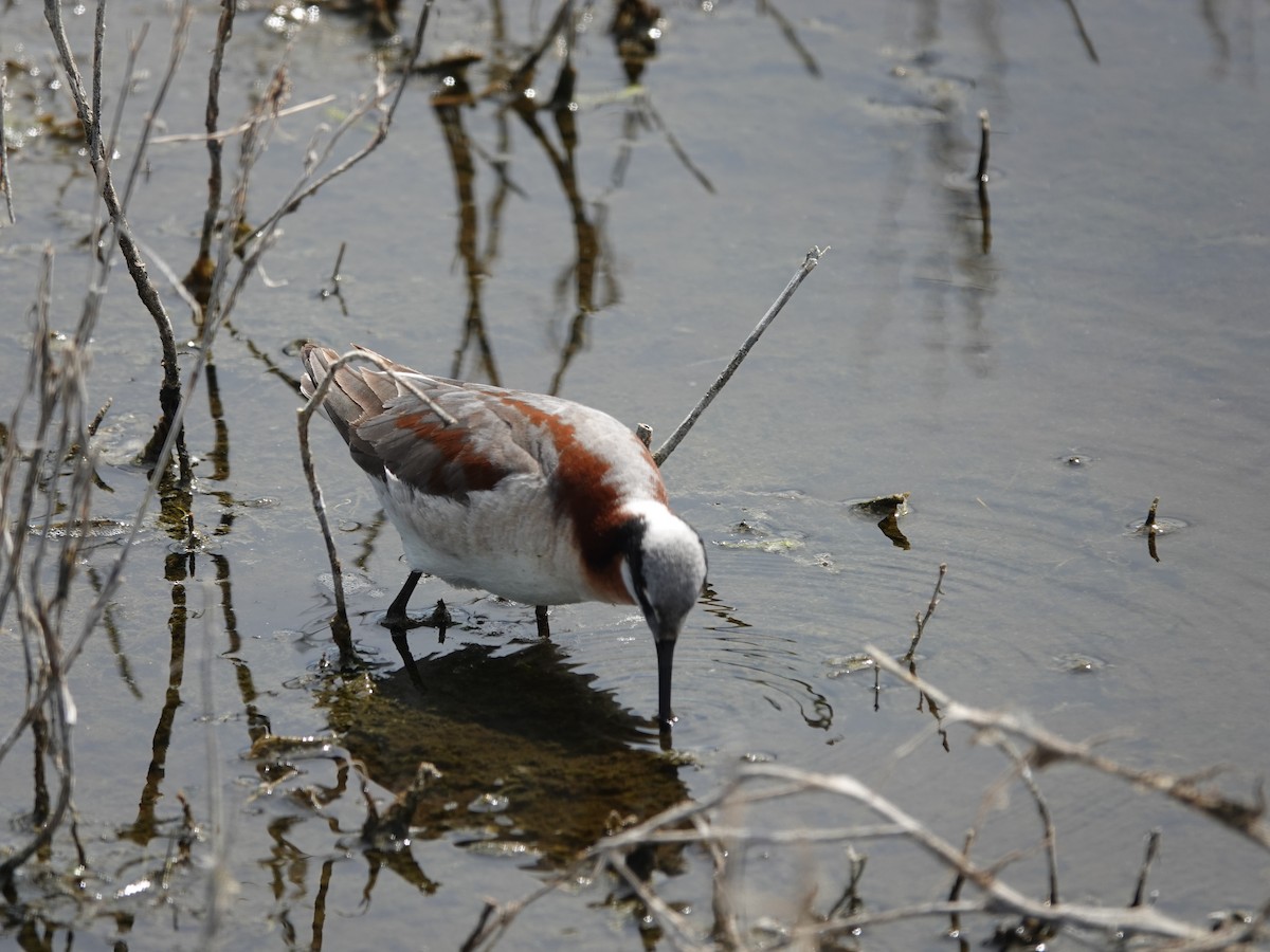 hvithalesvømmesnipe - ML620426108