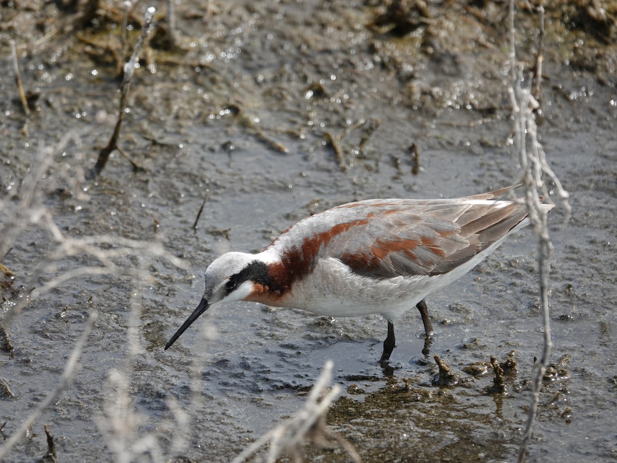 Wilson's Phalarope - Walt Beazley