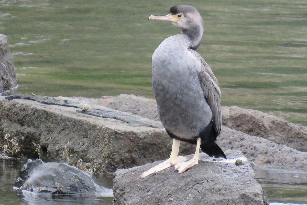 Spotted Shag - ML620426112
