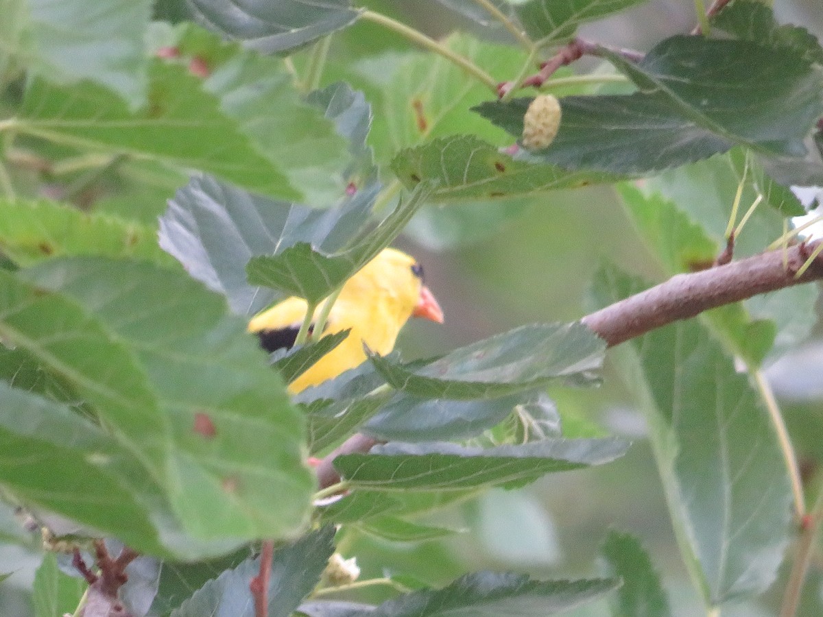 American Goldfinch - ML620426113