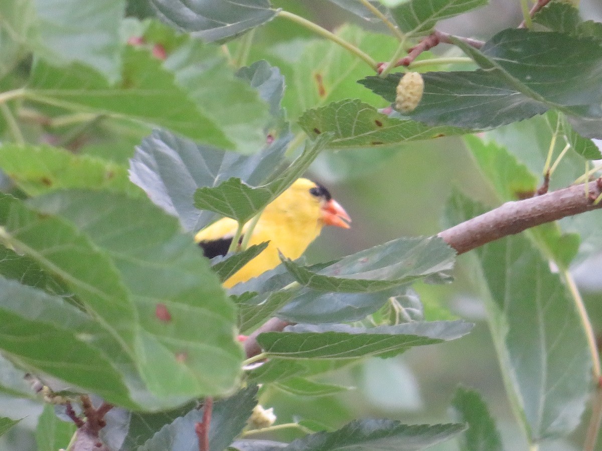 American Goldfinch - ML620426114