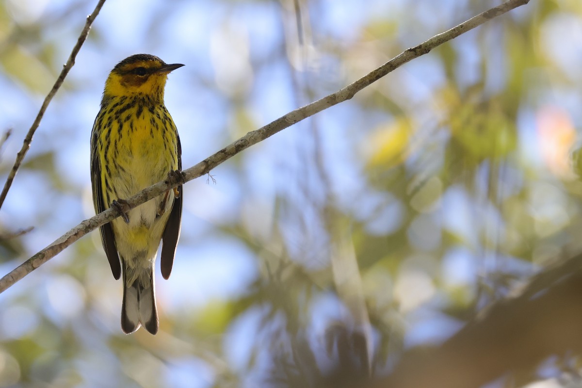 Cape May Warbler - ML620426116