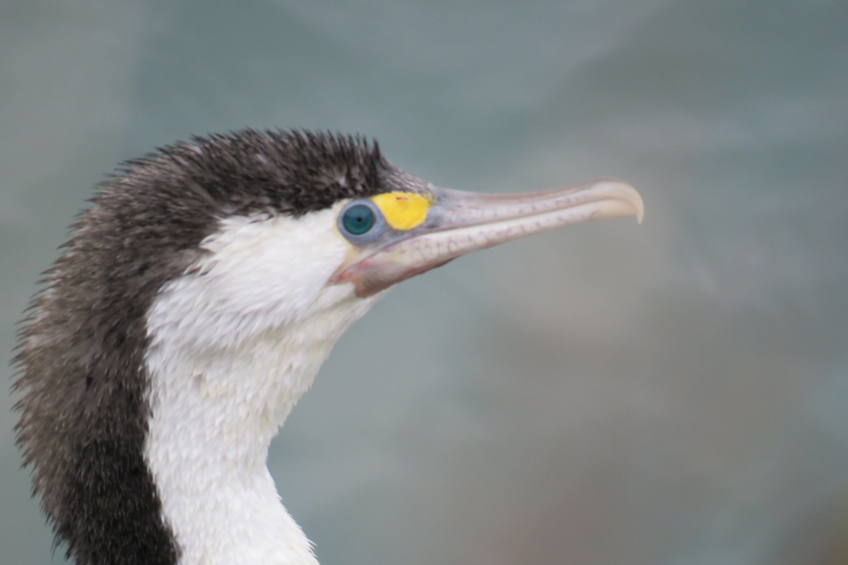 Pied Cormorant - ML620426117