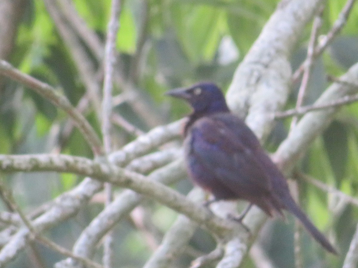 Common Grackle - ML620426119