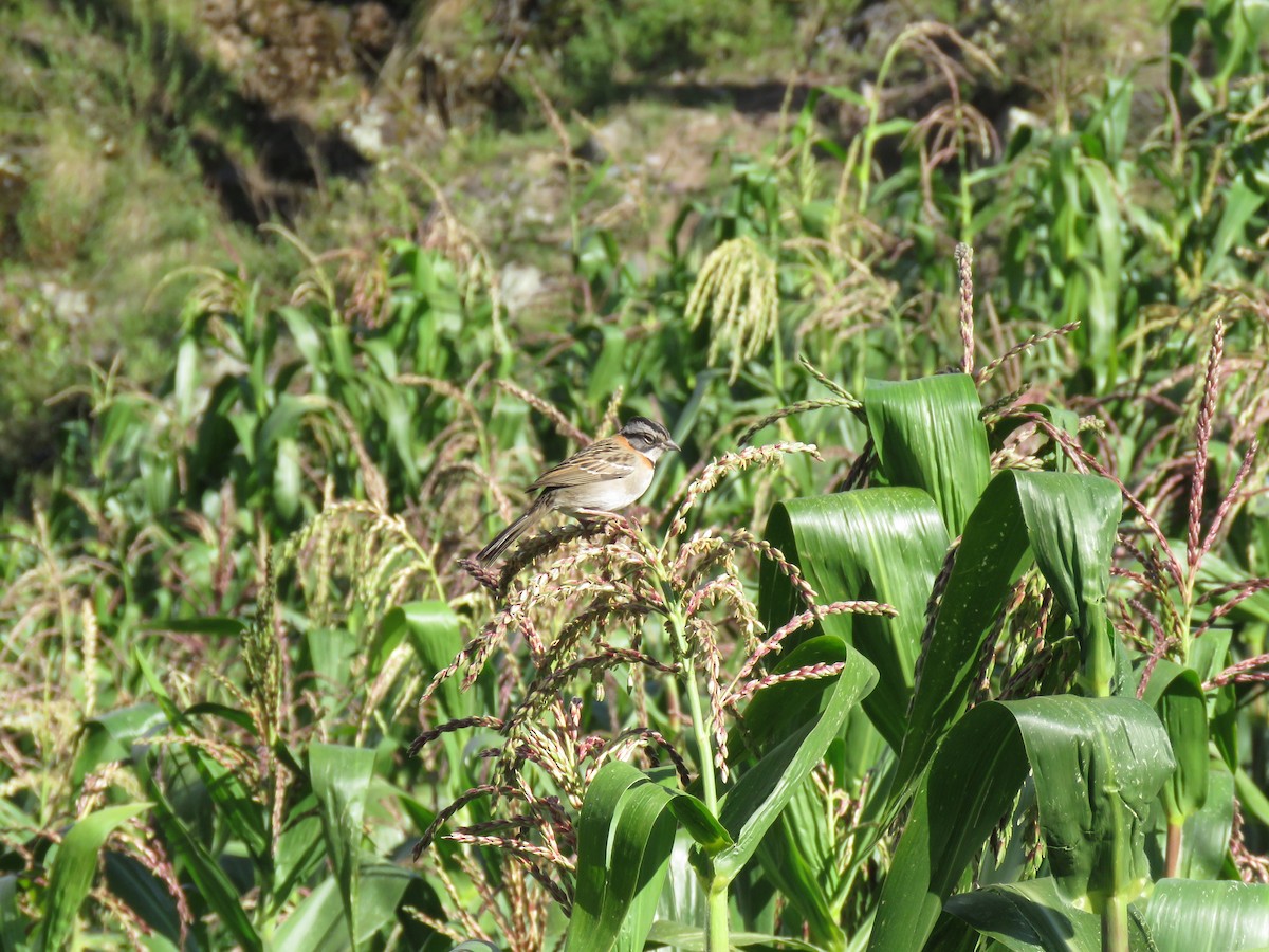 Rufous-collared Sparrow - ML620426122