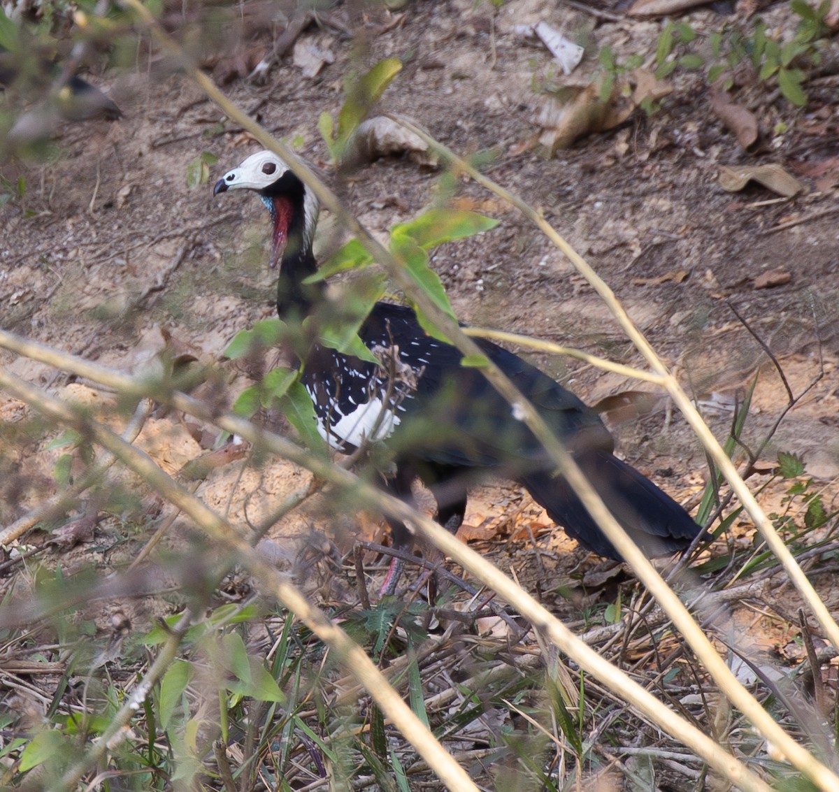 アカノドナキシャクケイ - ML620426126