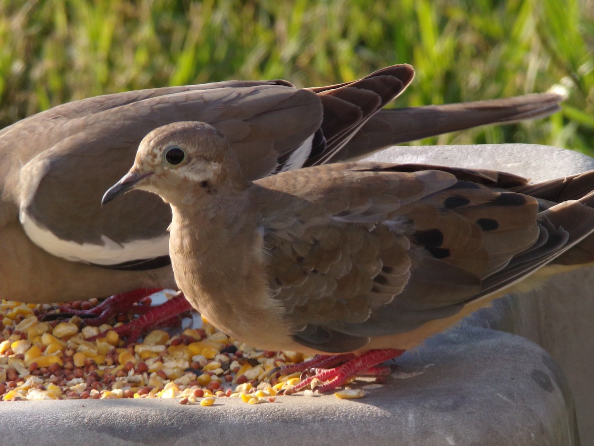 Eurasian Collared-Dove - ML620426127