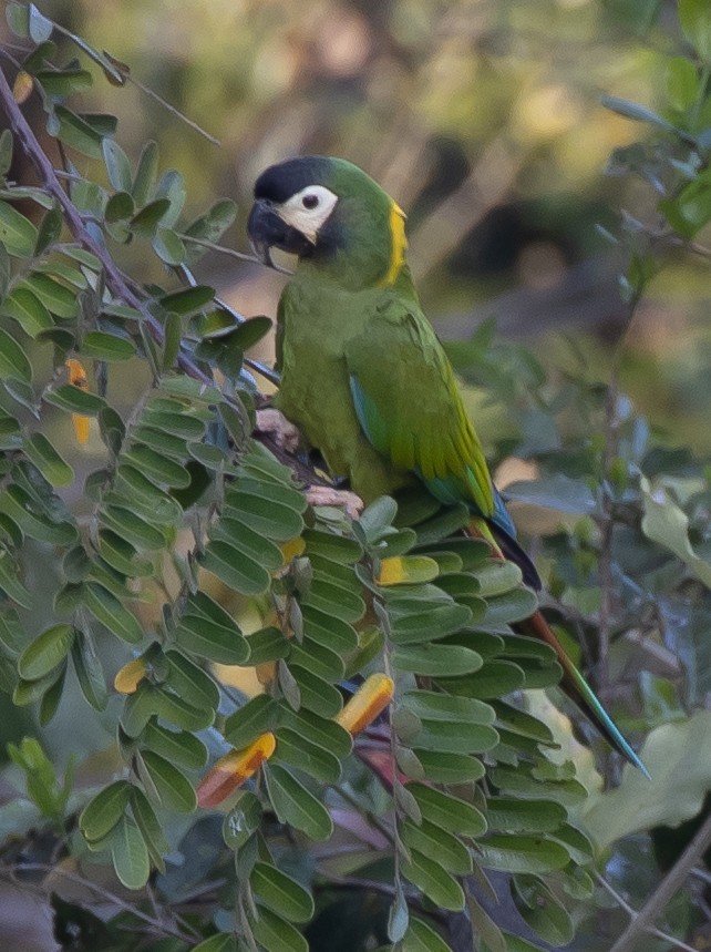 Yellow-collared Macaw - ML620426128