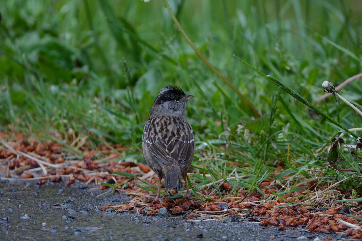 Golden-crowned Sparrow - ML620426129