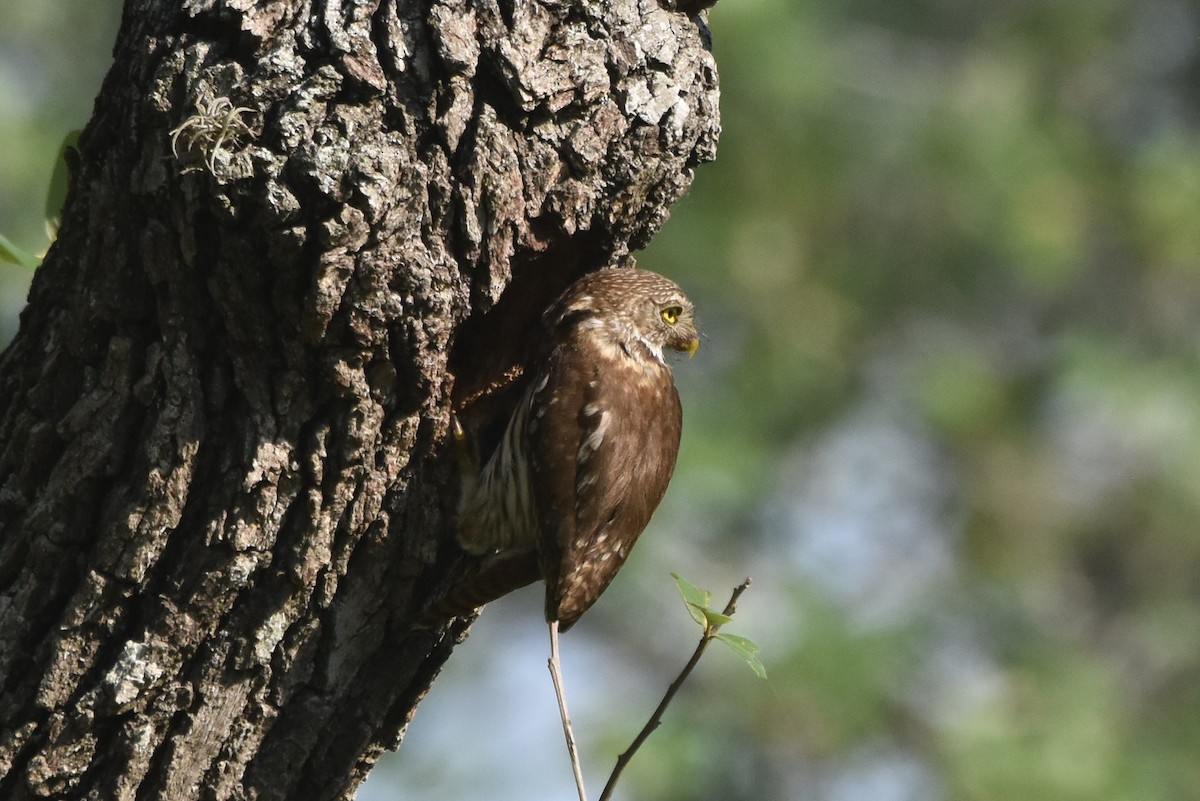 Ferruginous Pygmy-Owl - ML620426131