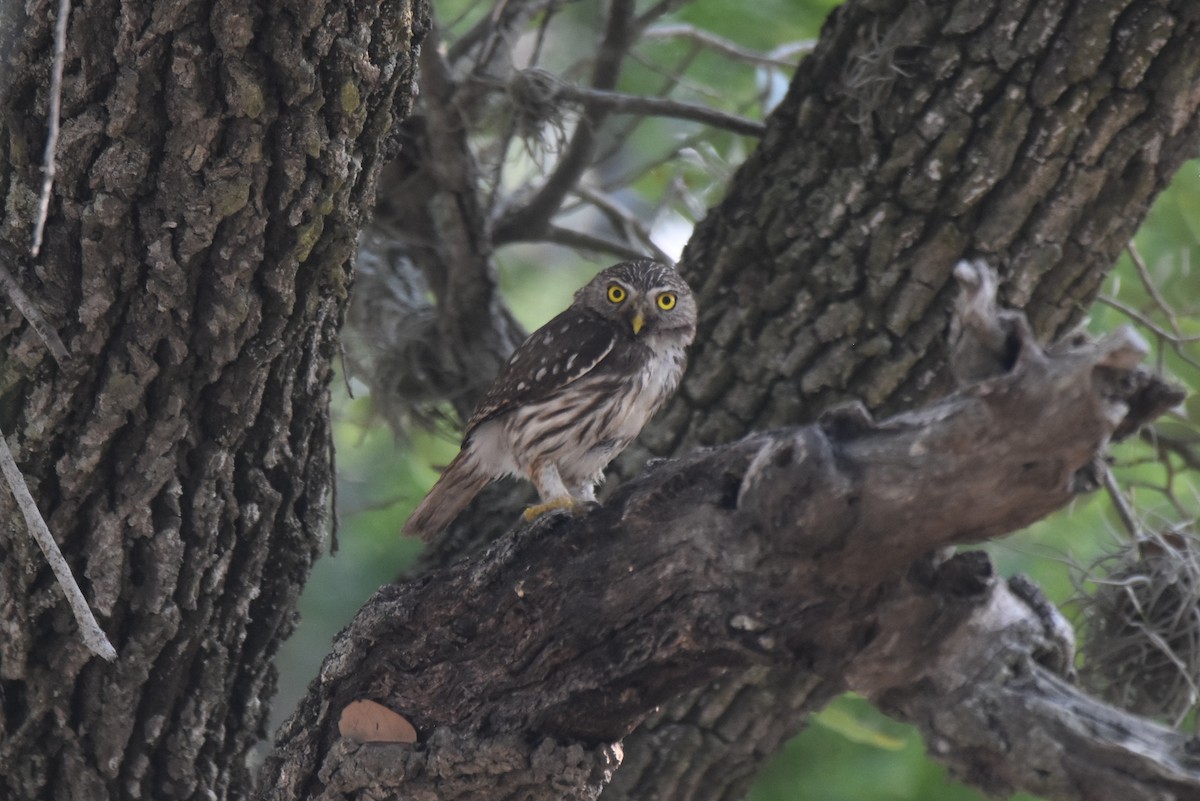 Ferruginous Pygmy-Owl - ML620426132