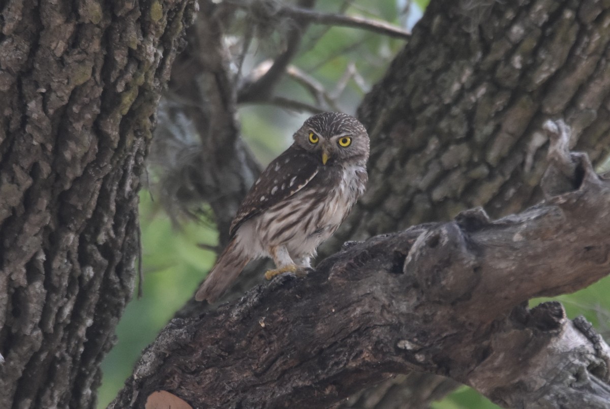 Ferruginous Pygmy-Owl - ML620426133