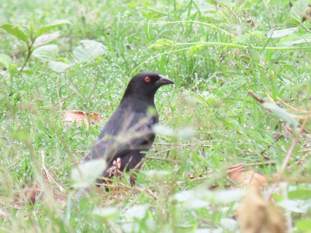 Bronzed Cowbird - ML620426134