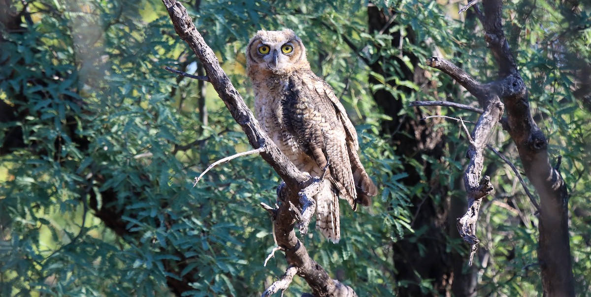 Great Horned Owl - ML620426141